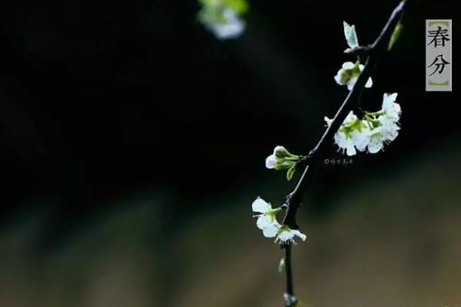 春分节气的含义是什么